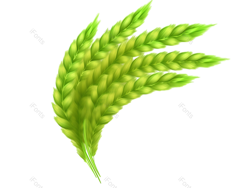 芒种图片,小满元素,清新PNG,麦子免抠素材